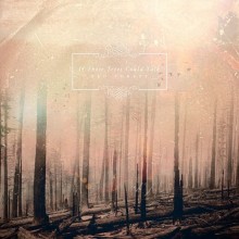 31. If These Trees Could Talk - Red Forest